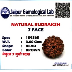 7 Mukhi Indonesia Rudraksha – Original & Certified Saat Mukhi Bead